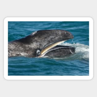 Grey whale (C007/3010) Sticker